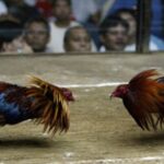 Kemenangan Mengejutkan