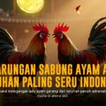 Membedah Kehebatan Ayam Bangkok dalam Sabung Ayam SV388