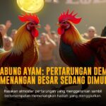 Mengenal Ayam Bangkok: Raja Sabung Ayam dengan Odds Terbaik di SV388