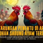 Mengenal Ayam Bangkok: Raja Sabung Ayam yang Legendaris