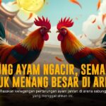S128: Mengupas Tuntas Jenis-ayaman Jalak S128 Sabung Ayam