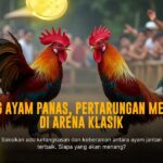 Ragam Jenis Ayam Petarung di Sabung Ayam Online SV388