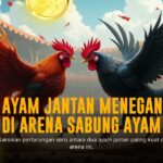 Mengenal Ayam Bangkok, Raja Sabung Ayam dengan Peluang Menang Tinggi