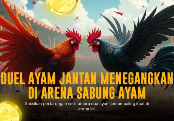 Mengenal Ayam Bangkok, Raja Sabung Ayam dengan Peluang Menang Tinggi