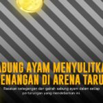 Mengenal Jenis Ayam Bangkok dan Taruhan Sabung Ayam SV388